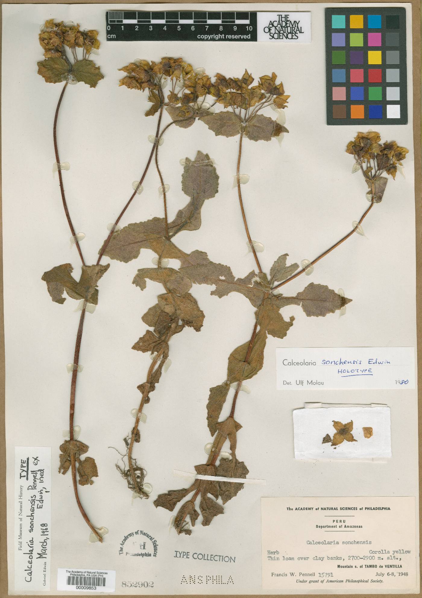 Calceolaria sonchensis image