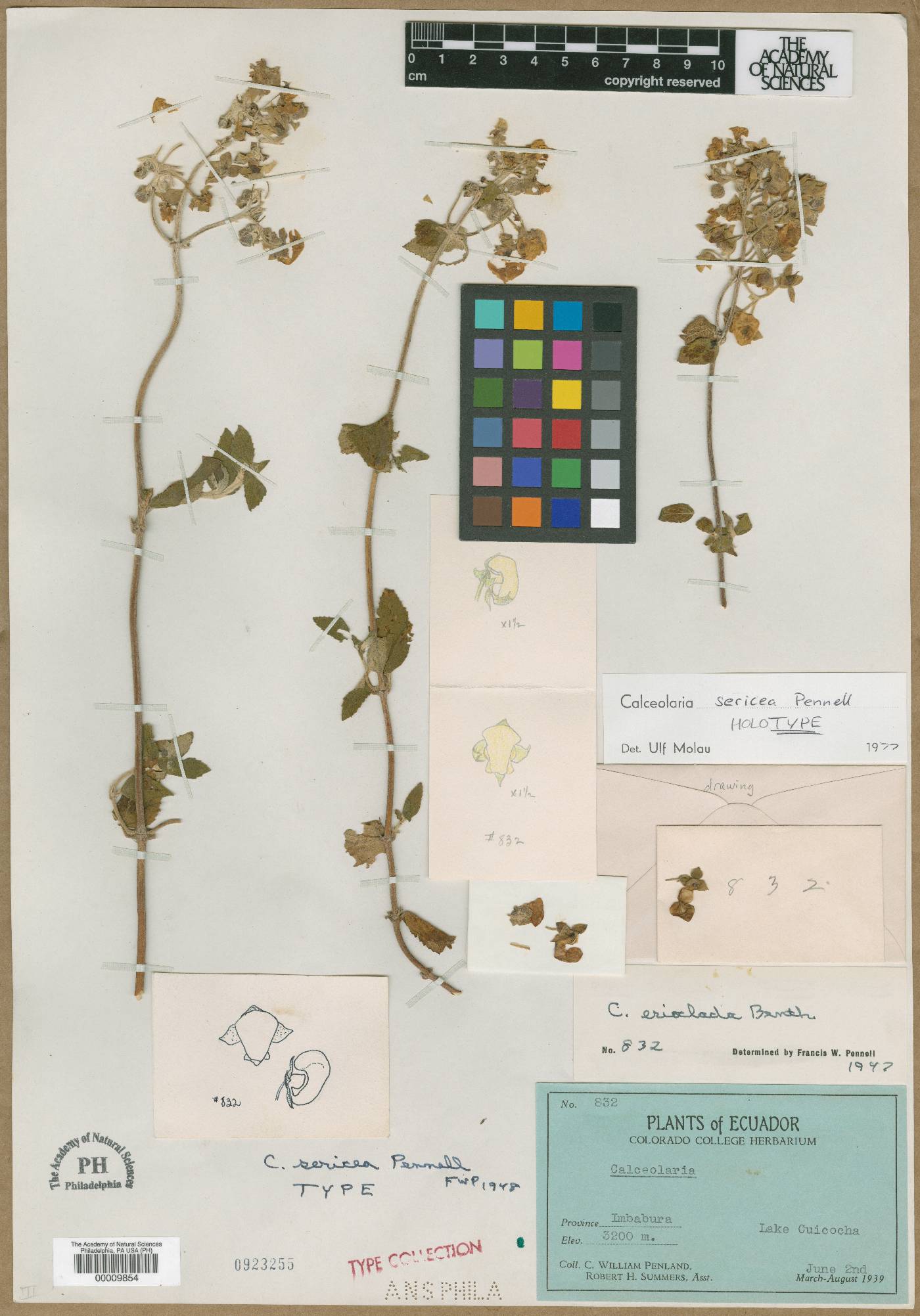 Calceolaria sericea image