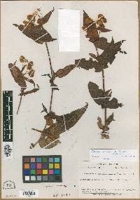 Calceolaria semiconnata image