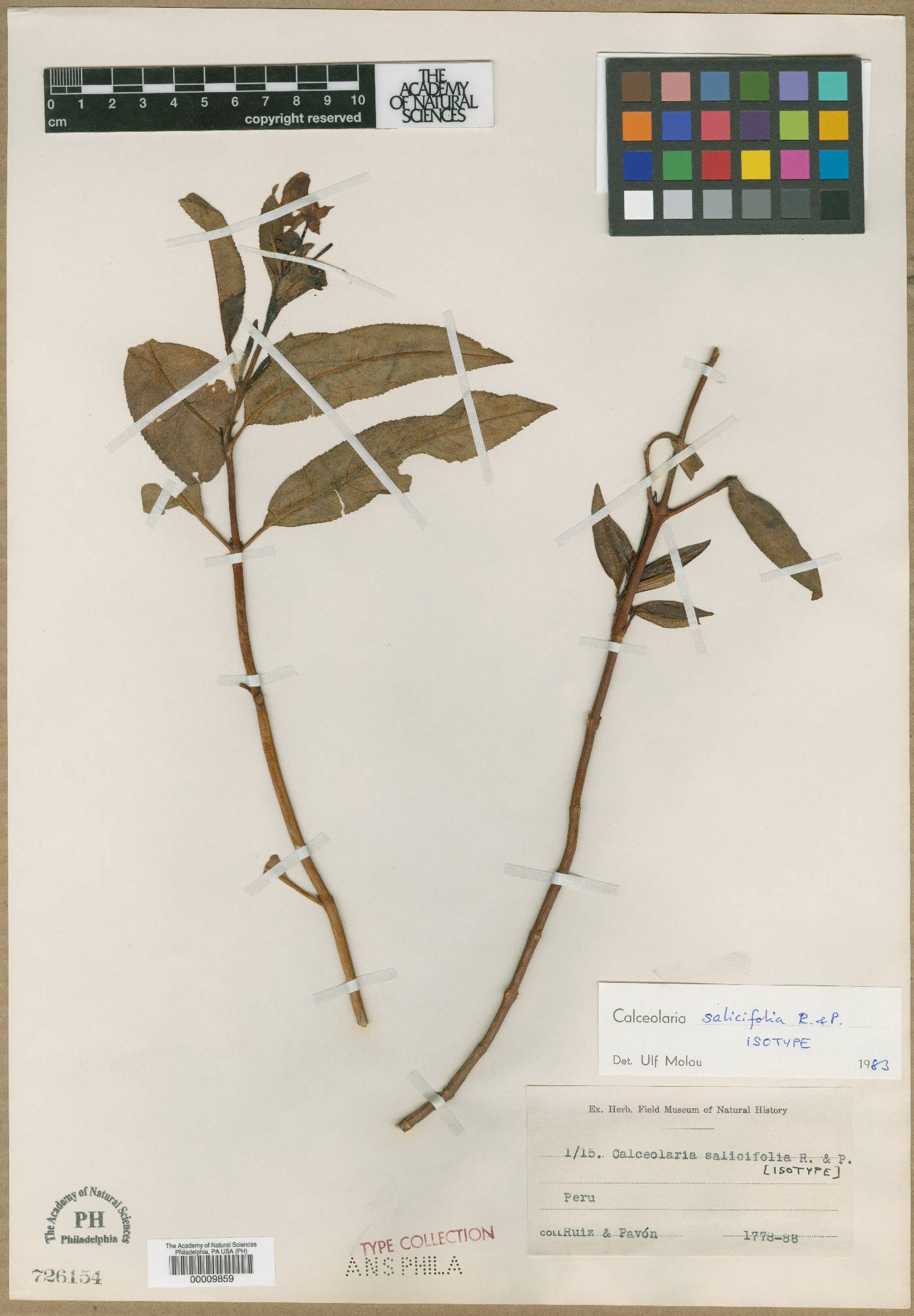Calceolaria salicifolia image