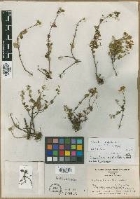 Calceolaria humilis image