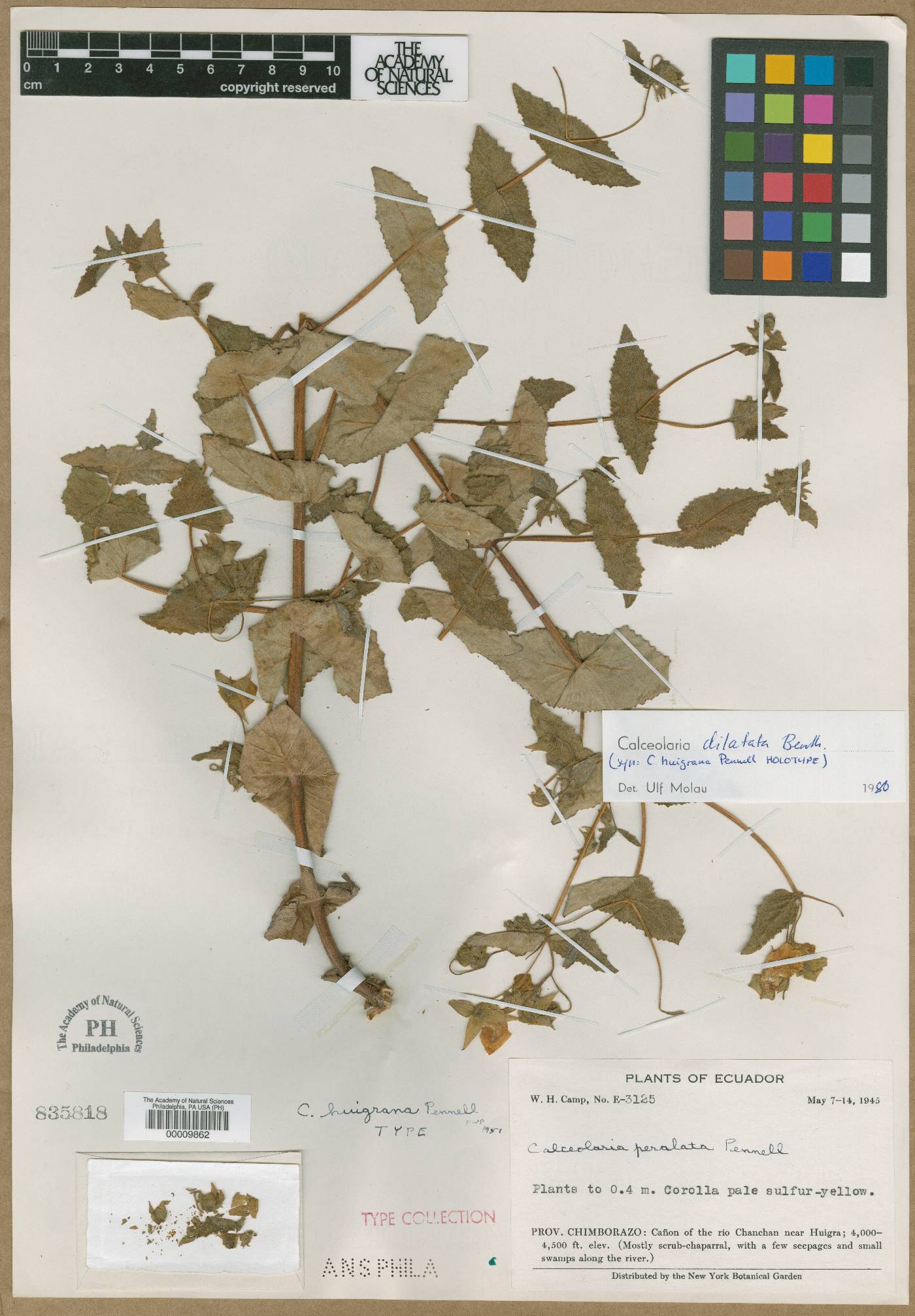 Calceolaria dilatata image