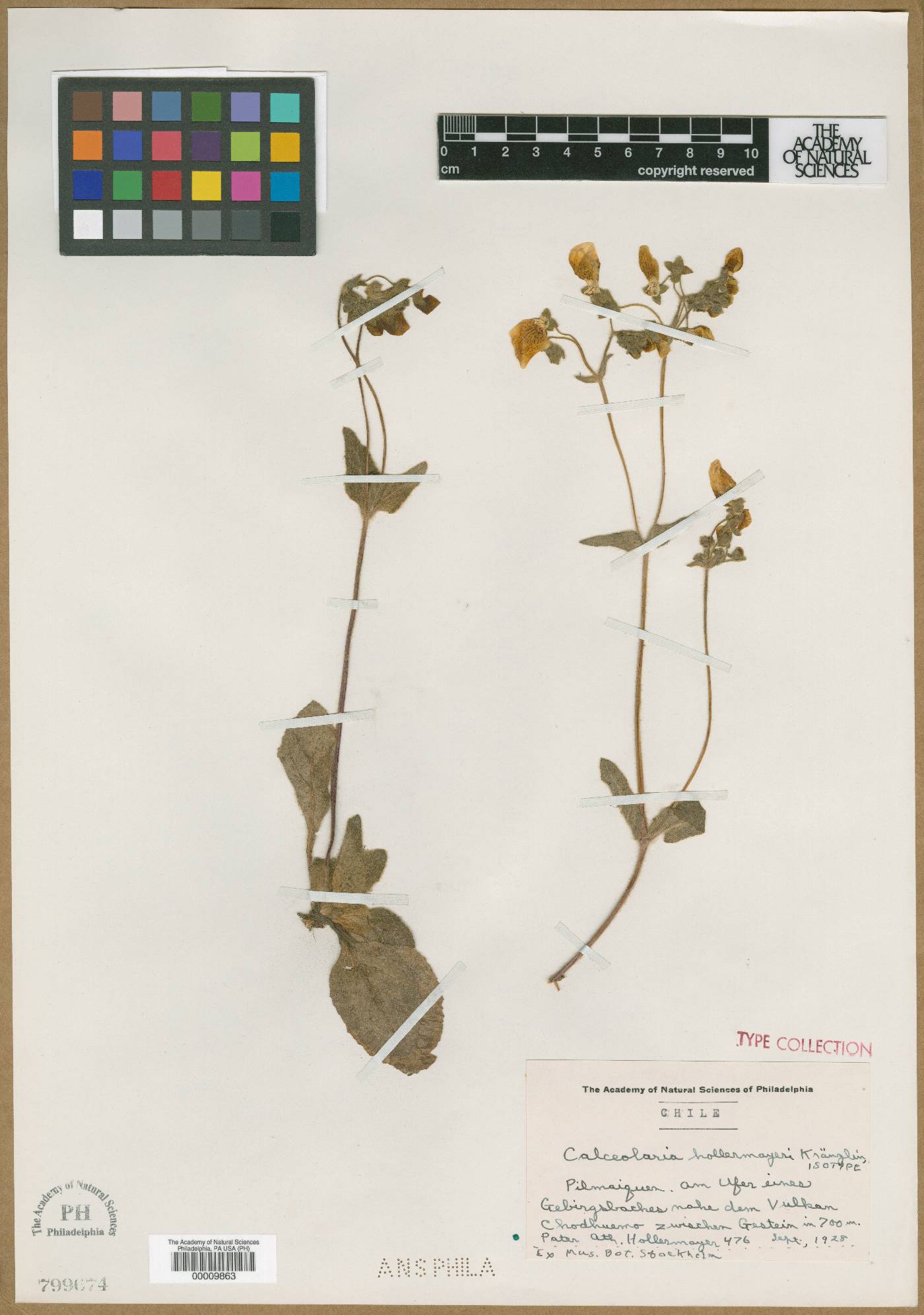 Calceolaria crenatiflora image