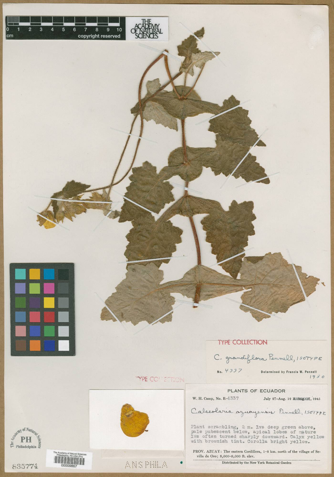 Calceolaria grandiflora image