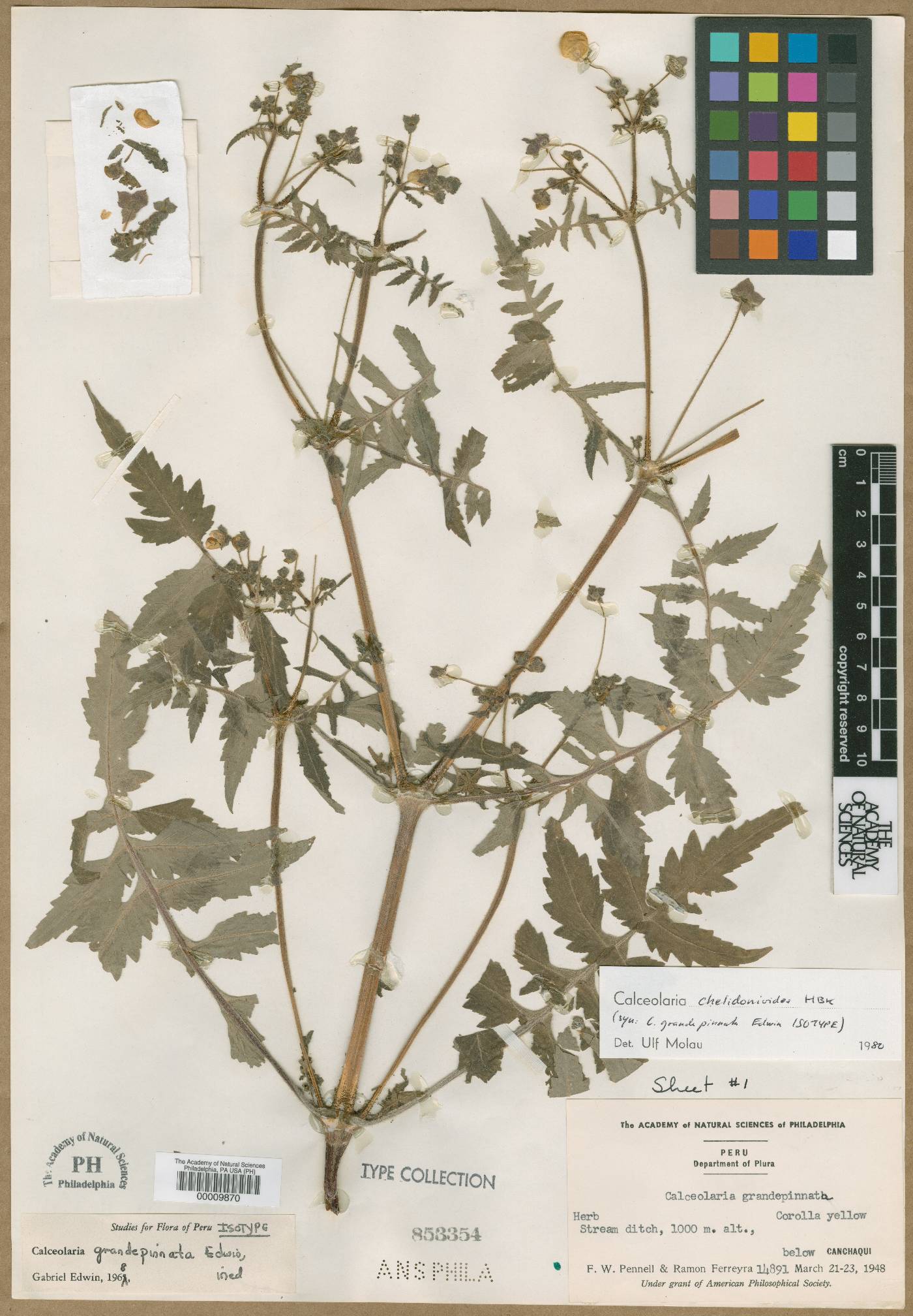 Calceolaria chelidonioides image