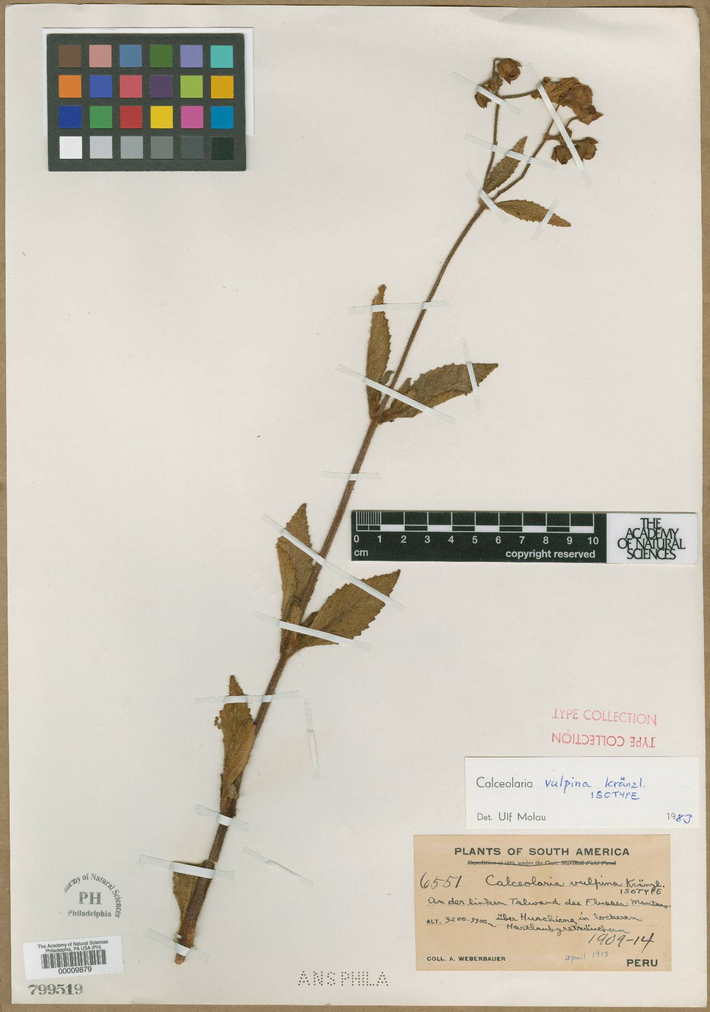 Calceolaria vulpina image