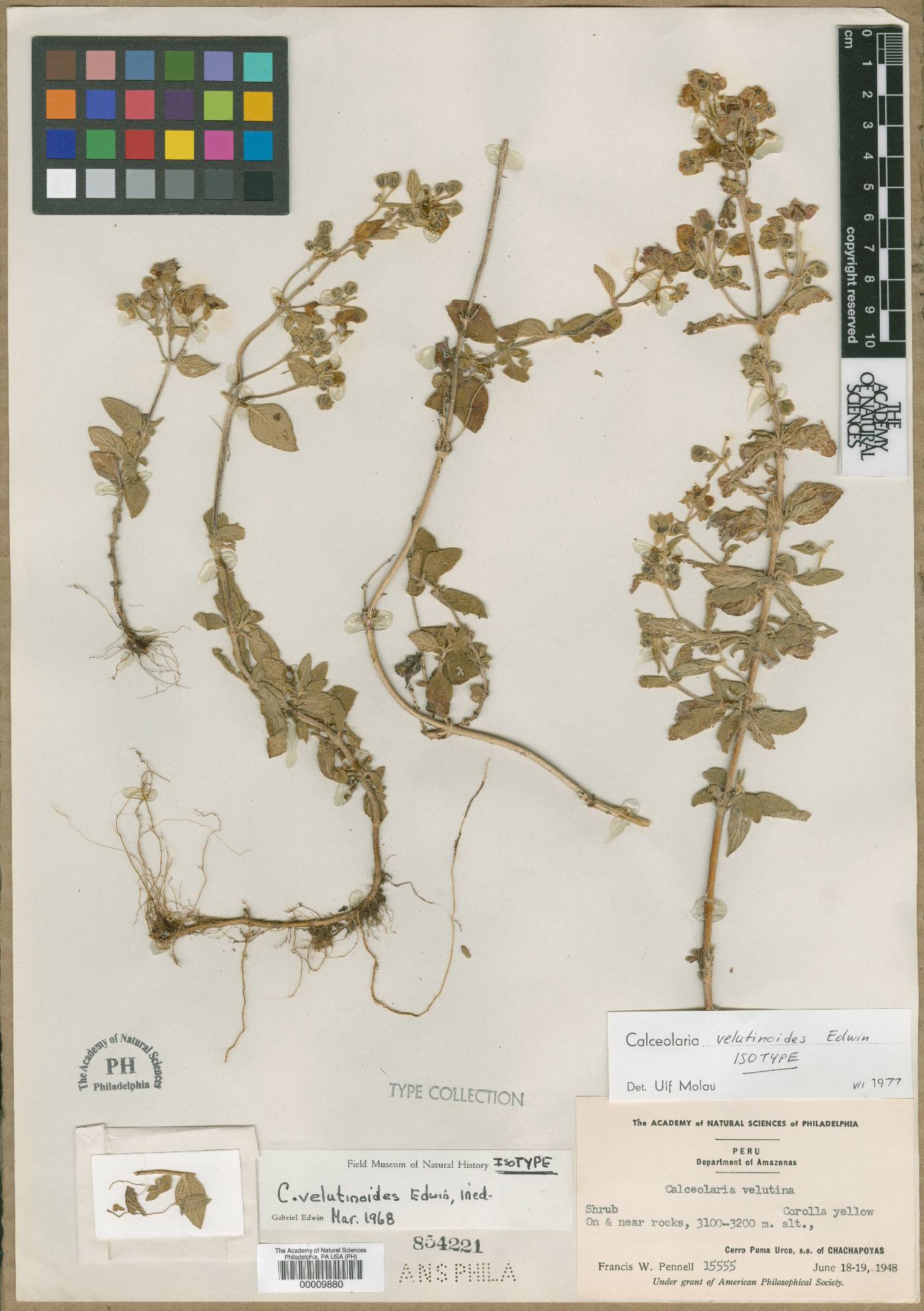 Calceolaria velutinoides image