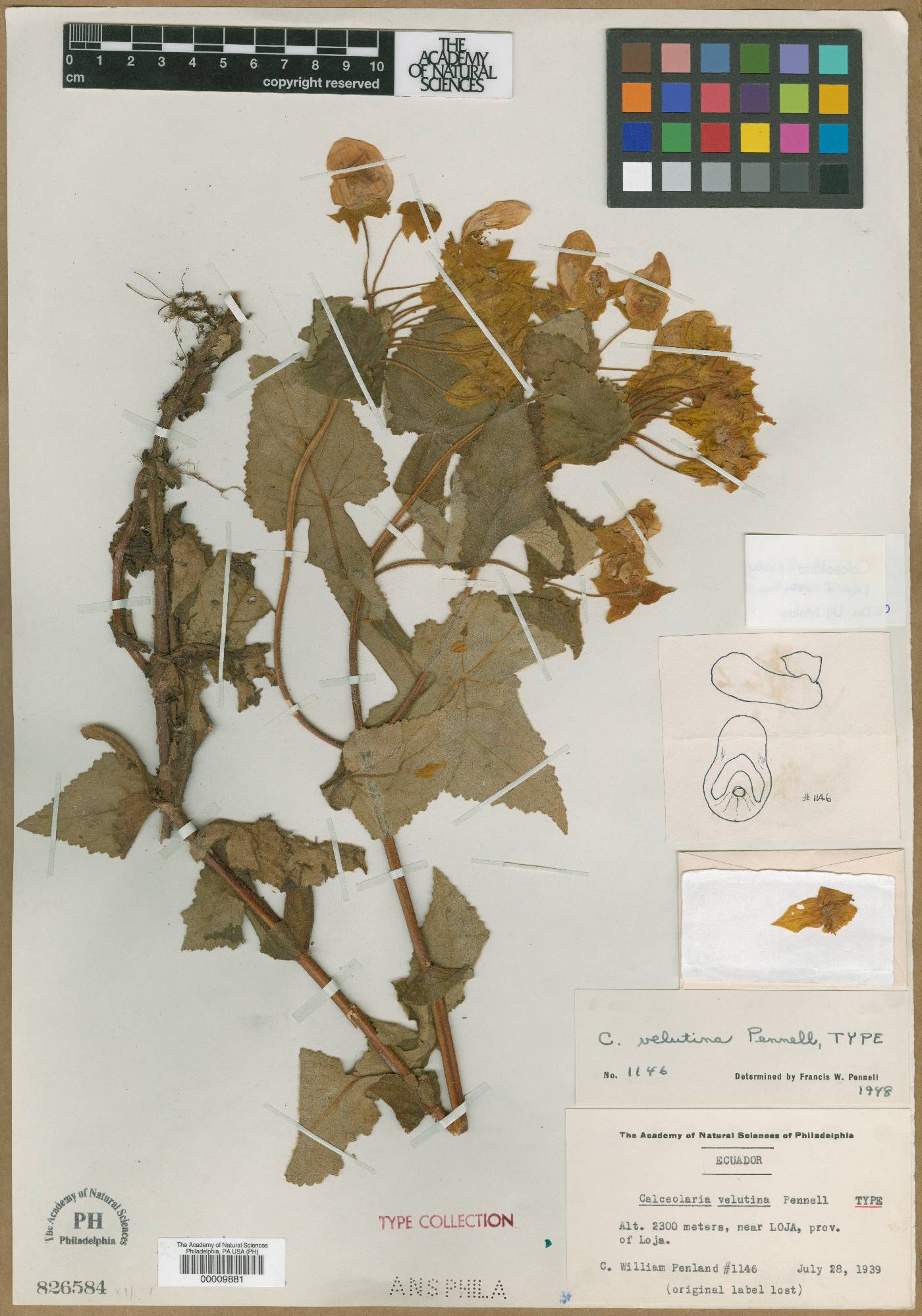Calceolaria velutina image
