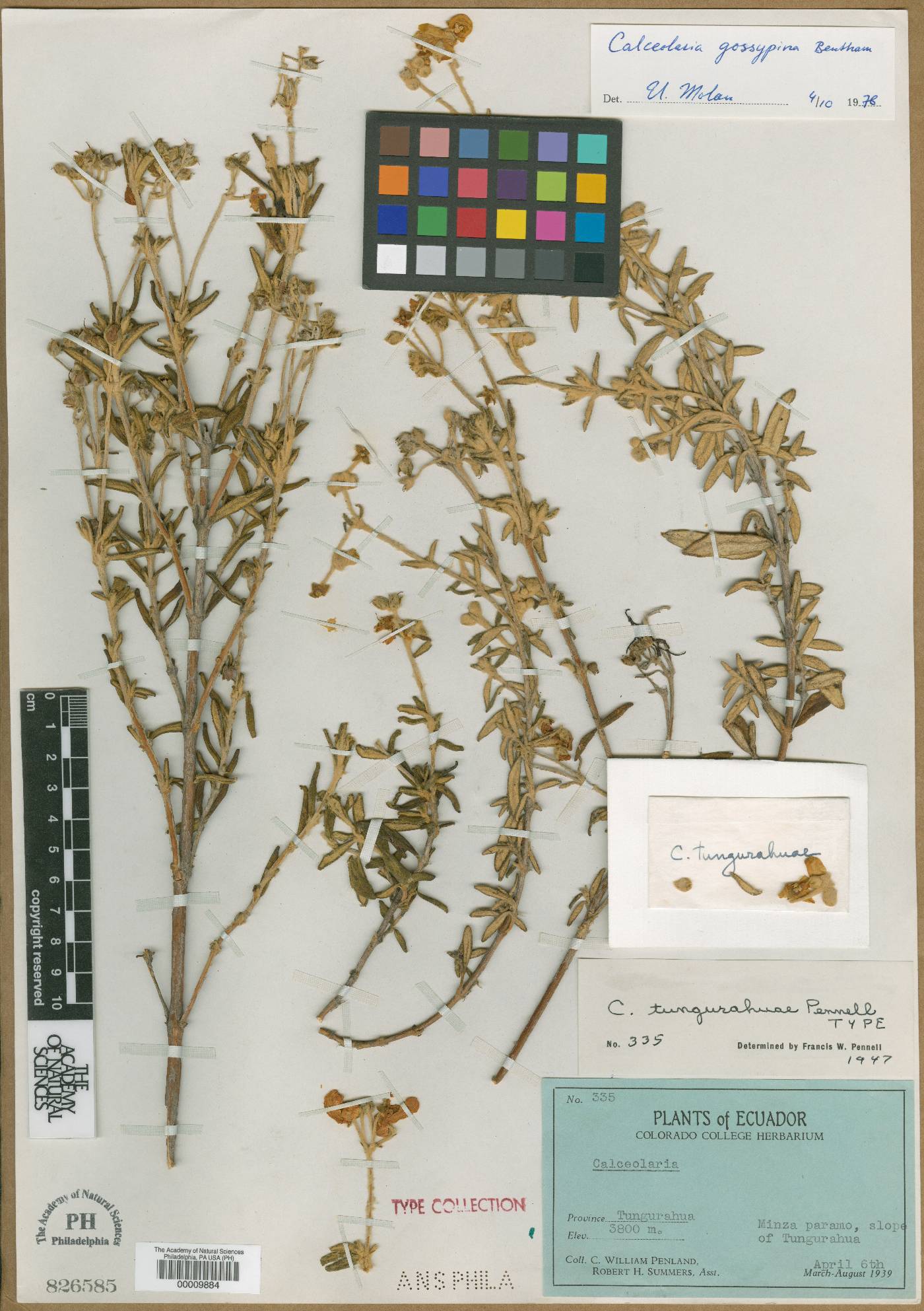 Calceolaria gossypina image