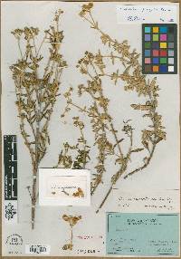 Calceolaria gossypina image