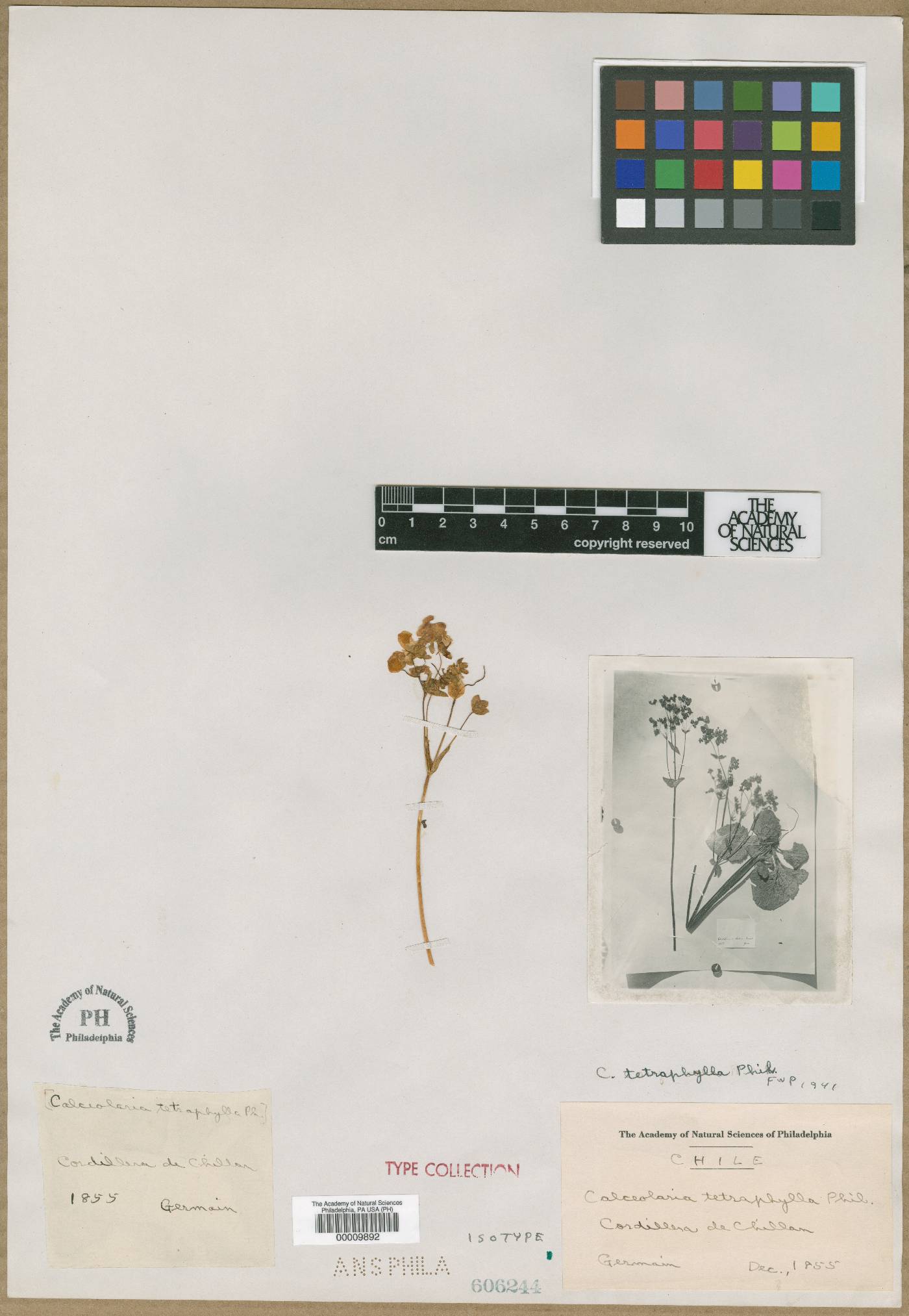 Calceolaria corymbosa subsp. tetraphylla image