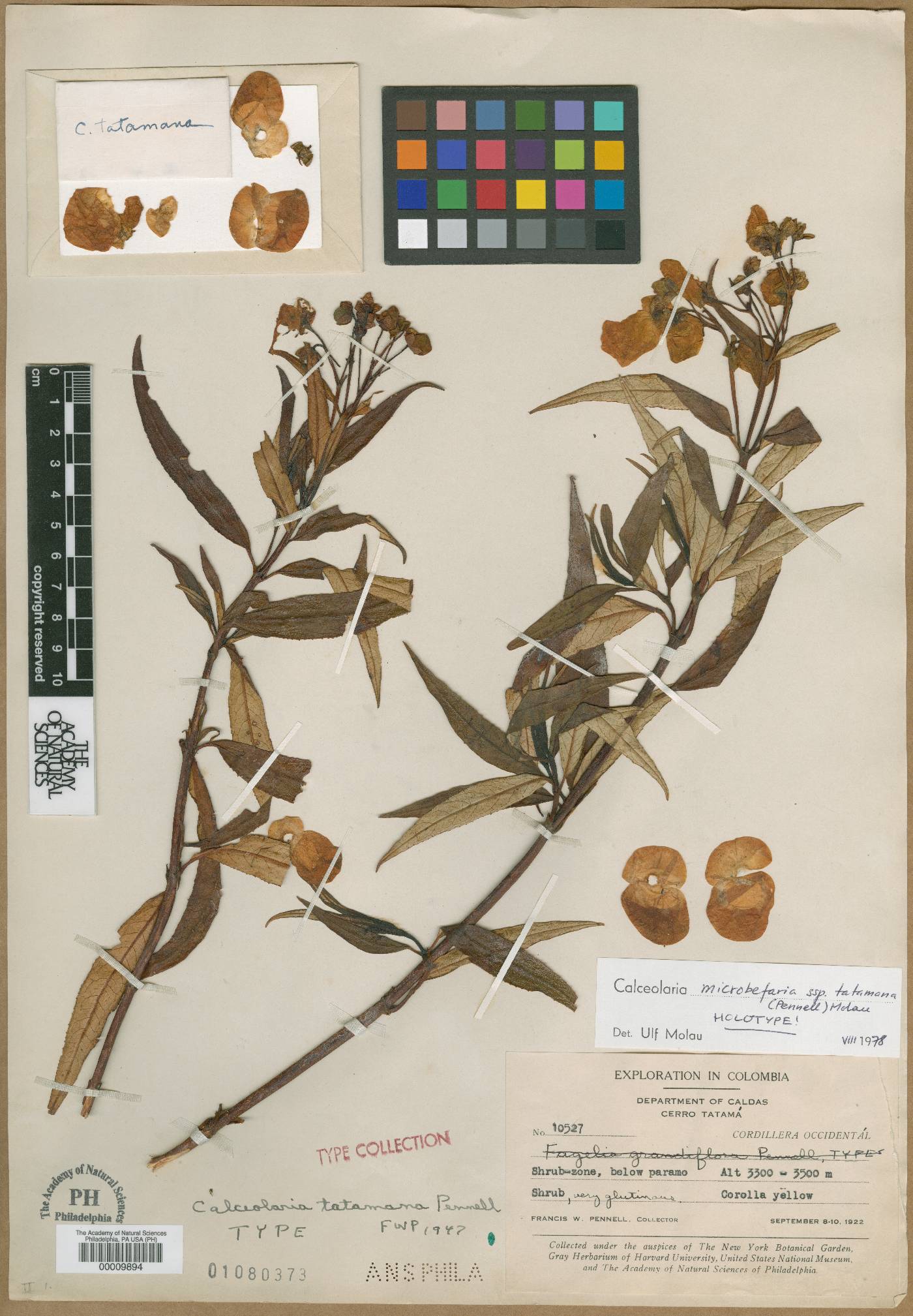 Calceolaria microbefaria subsp. tatamana image