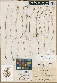 Image of Calceolaria annua