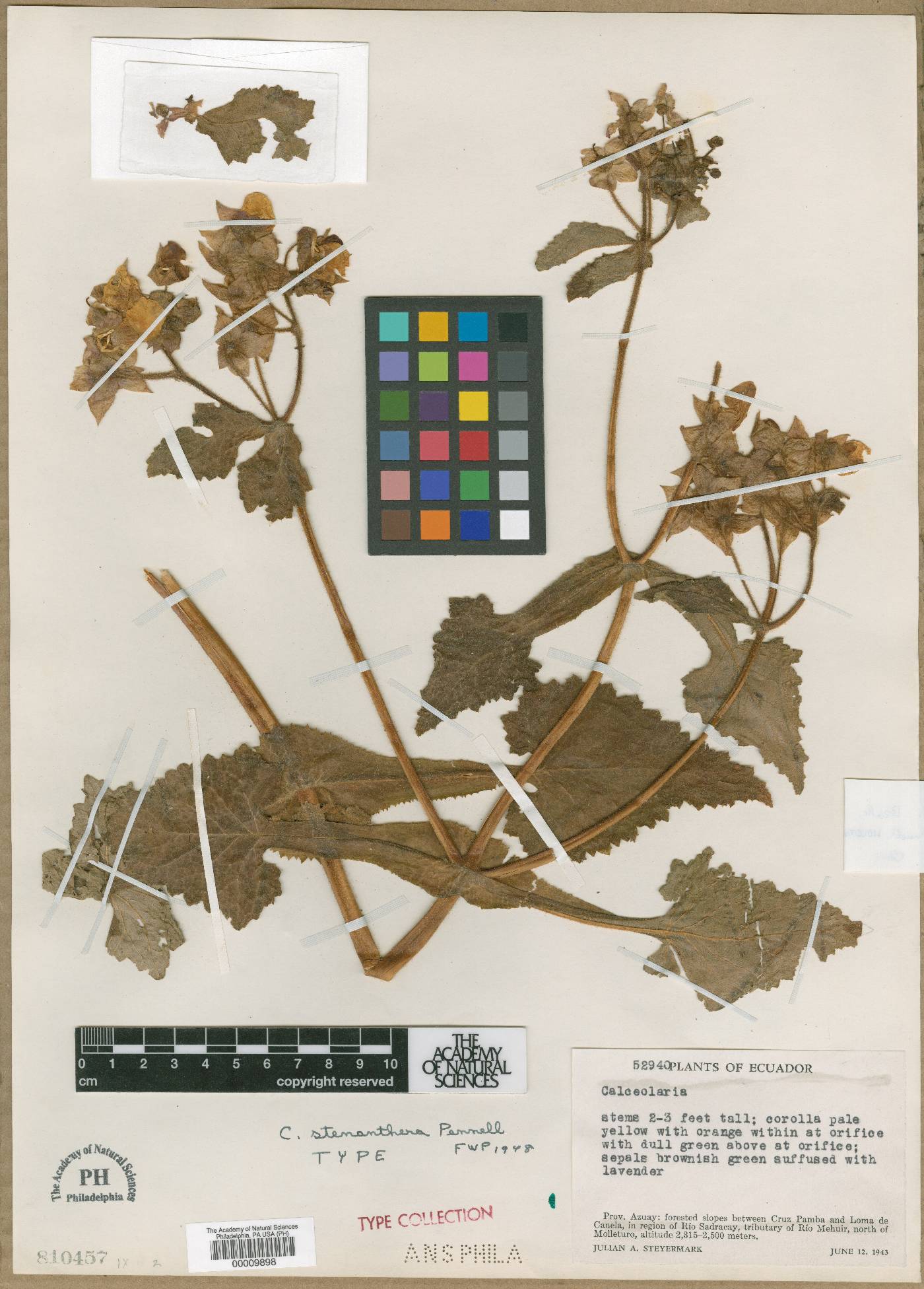 Calceolaria pavonii image