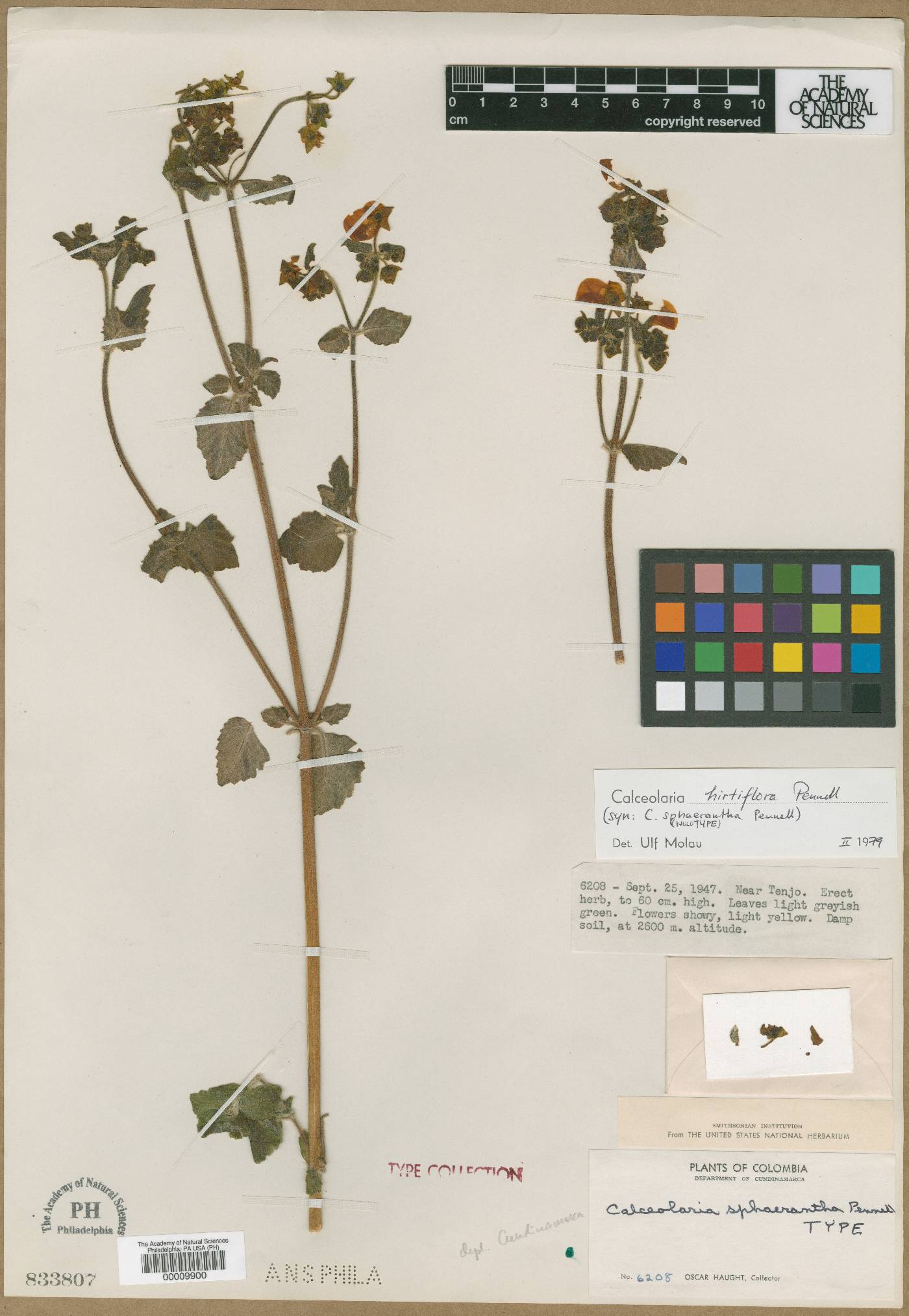 Calceolaria hirtiflora image