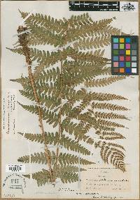 Dryopteris clintoniana image