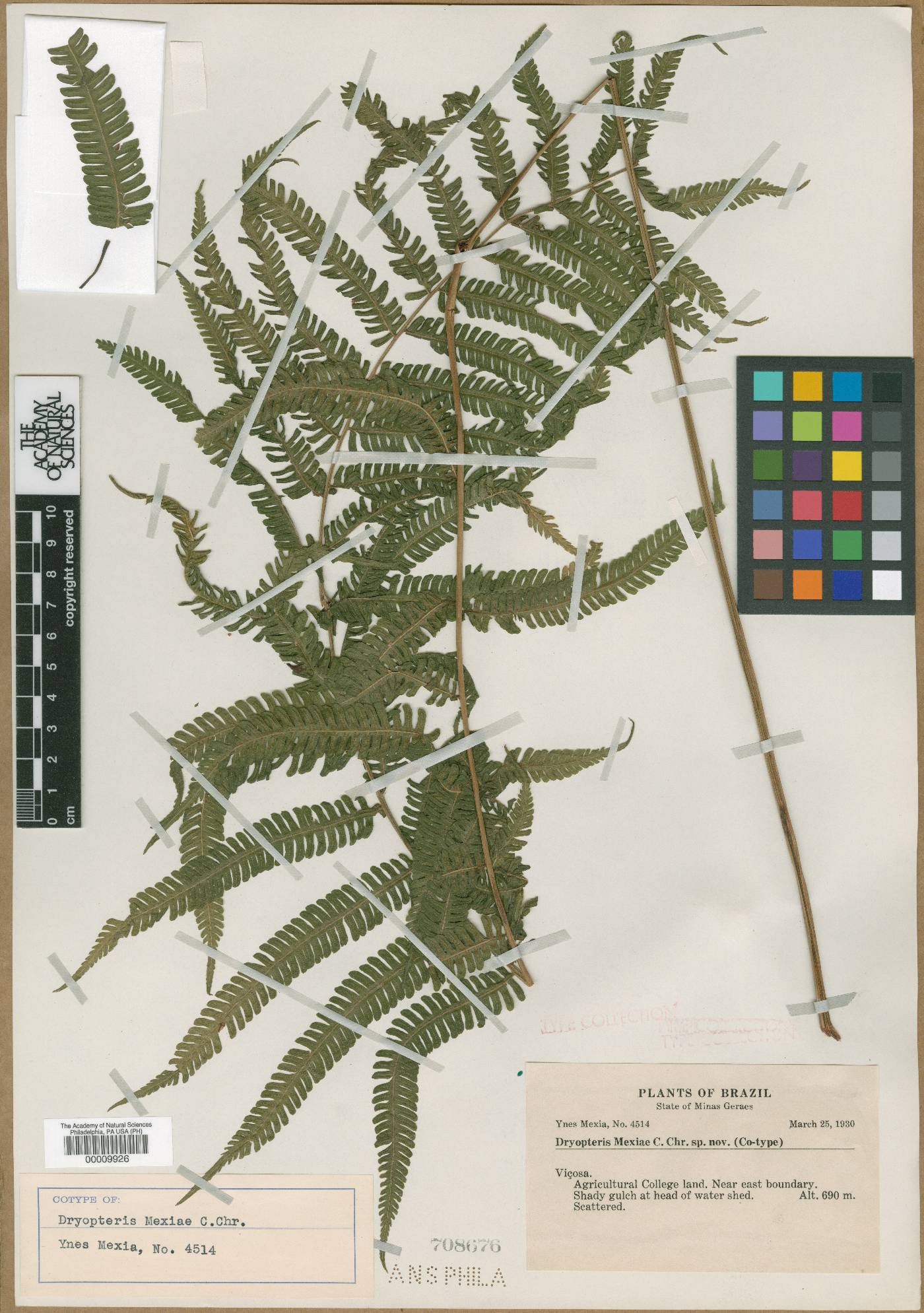 Steiropteris mexiae image