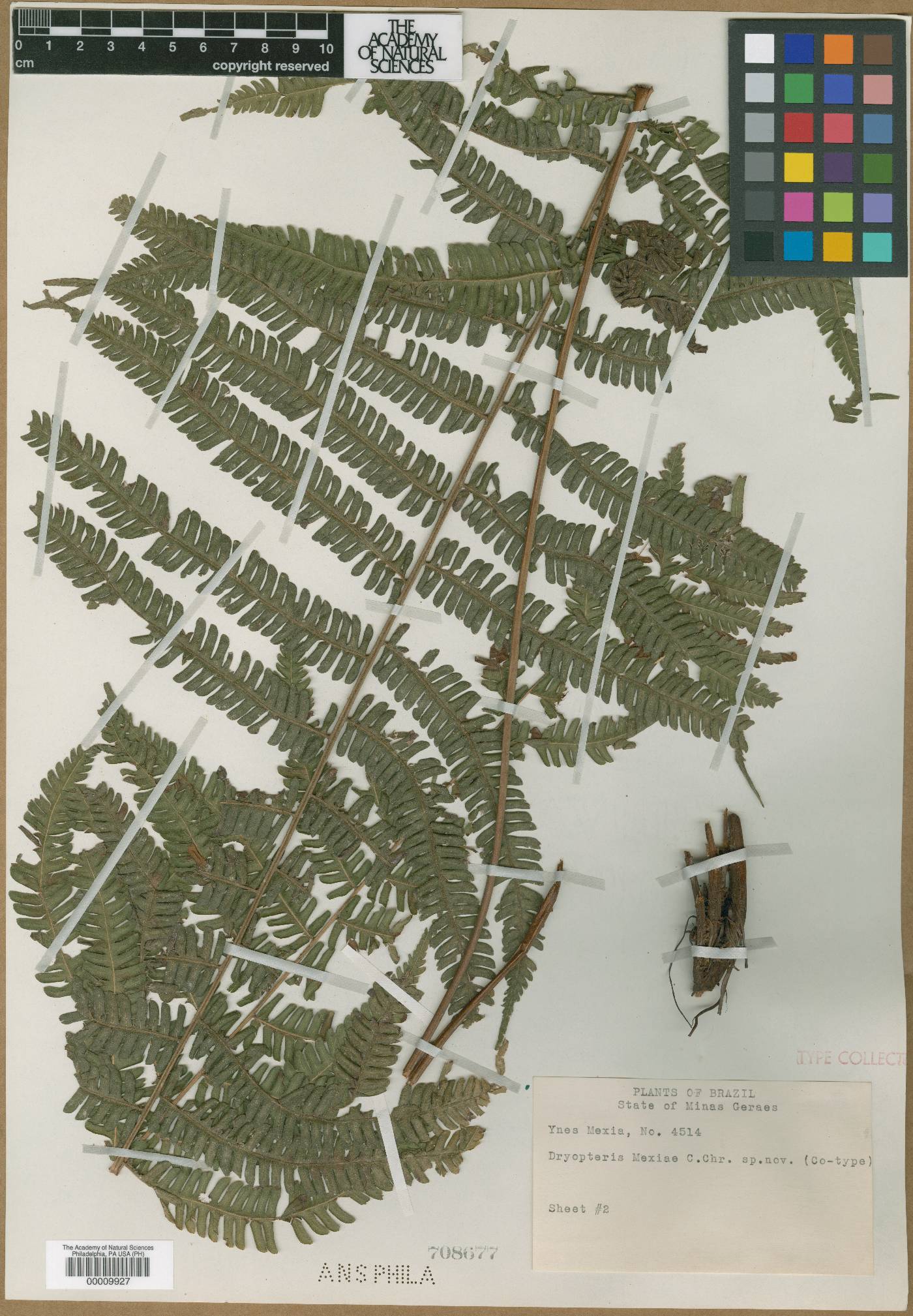 Steiropteris mexiae image