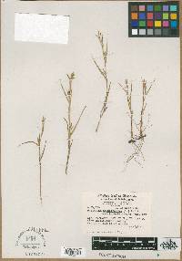 Dulichium arundinaceum var. boreale image