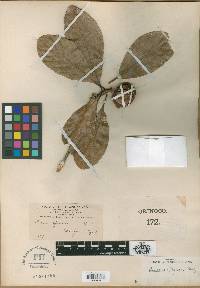 Duroia micrantha image