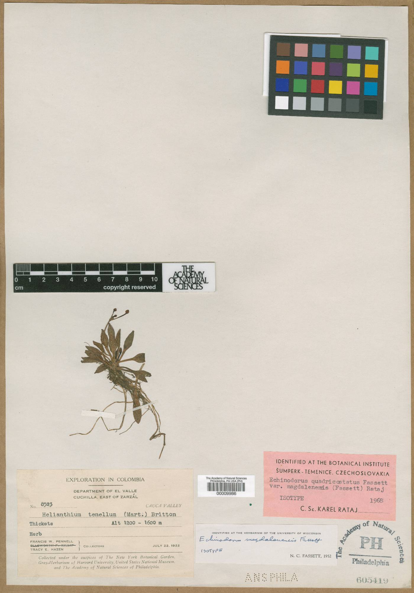 Helanthium bolivianum image