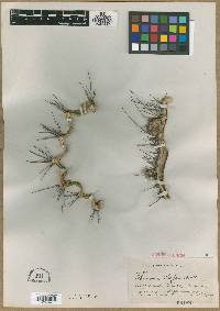 Echinopsis shaferi image
