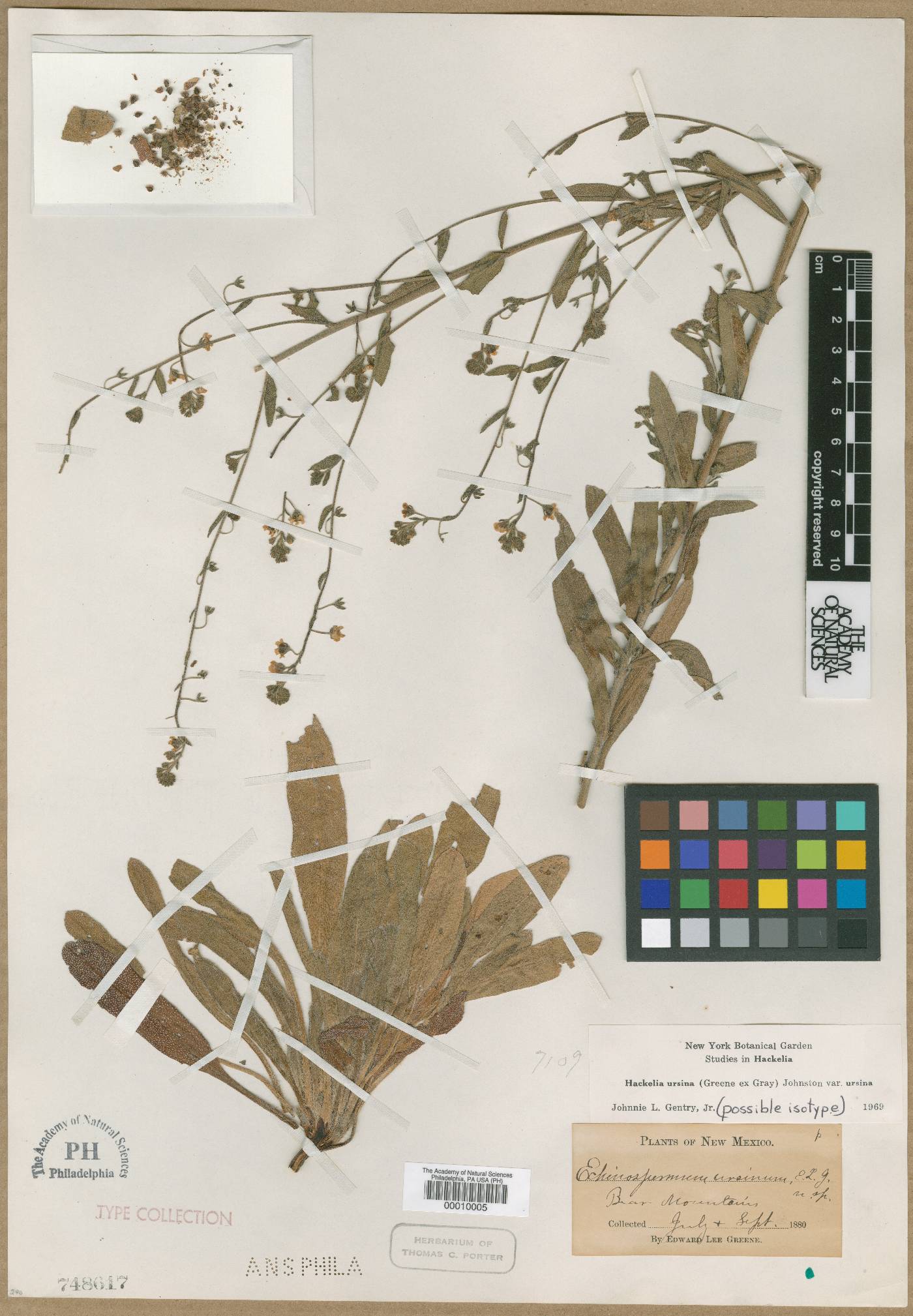 Echinospermum image