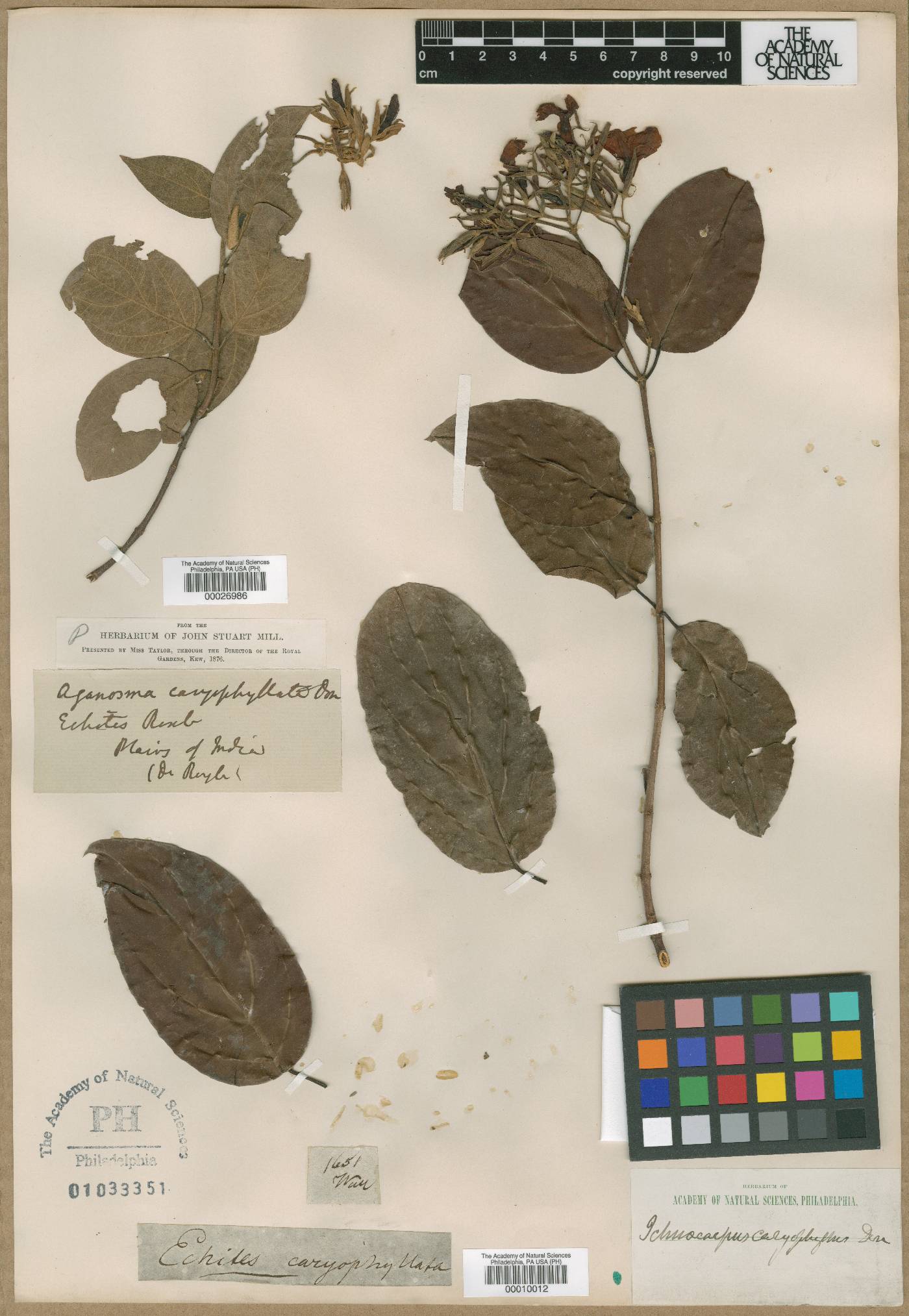 Echites caryophyllatus image