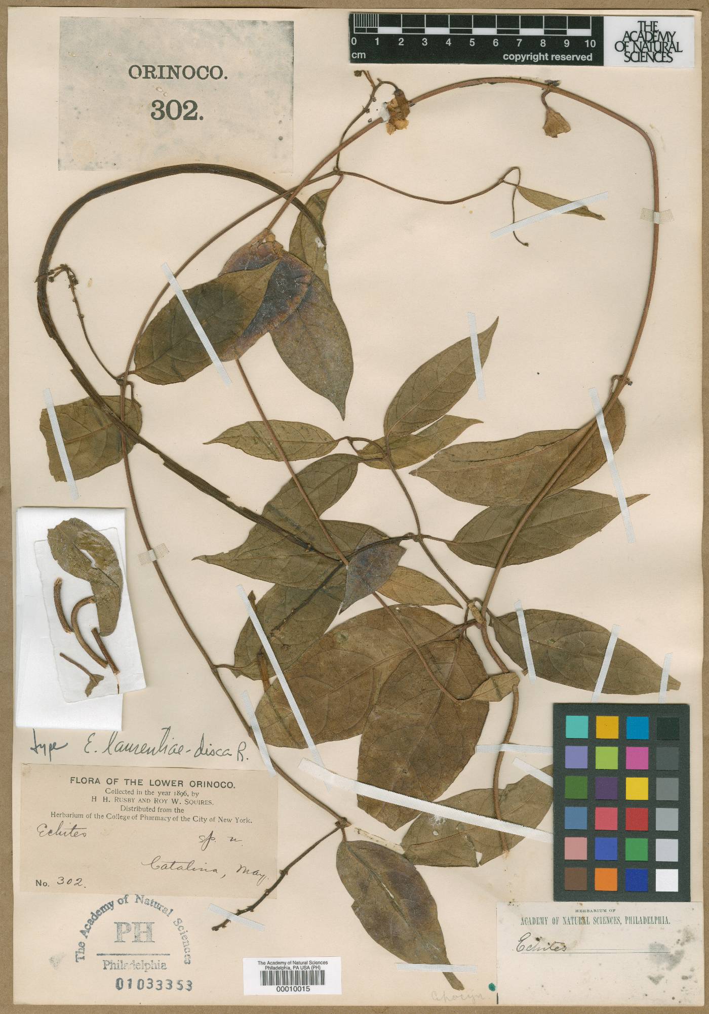 Prestonia quinquangularis image