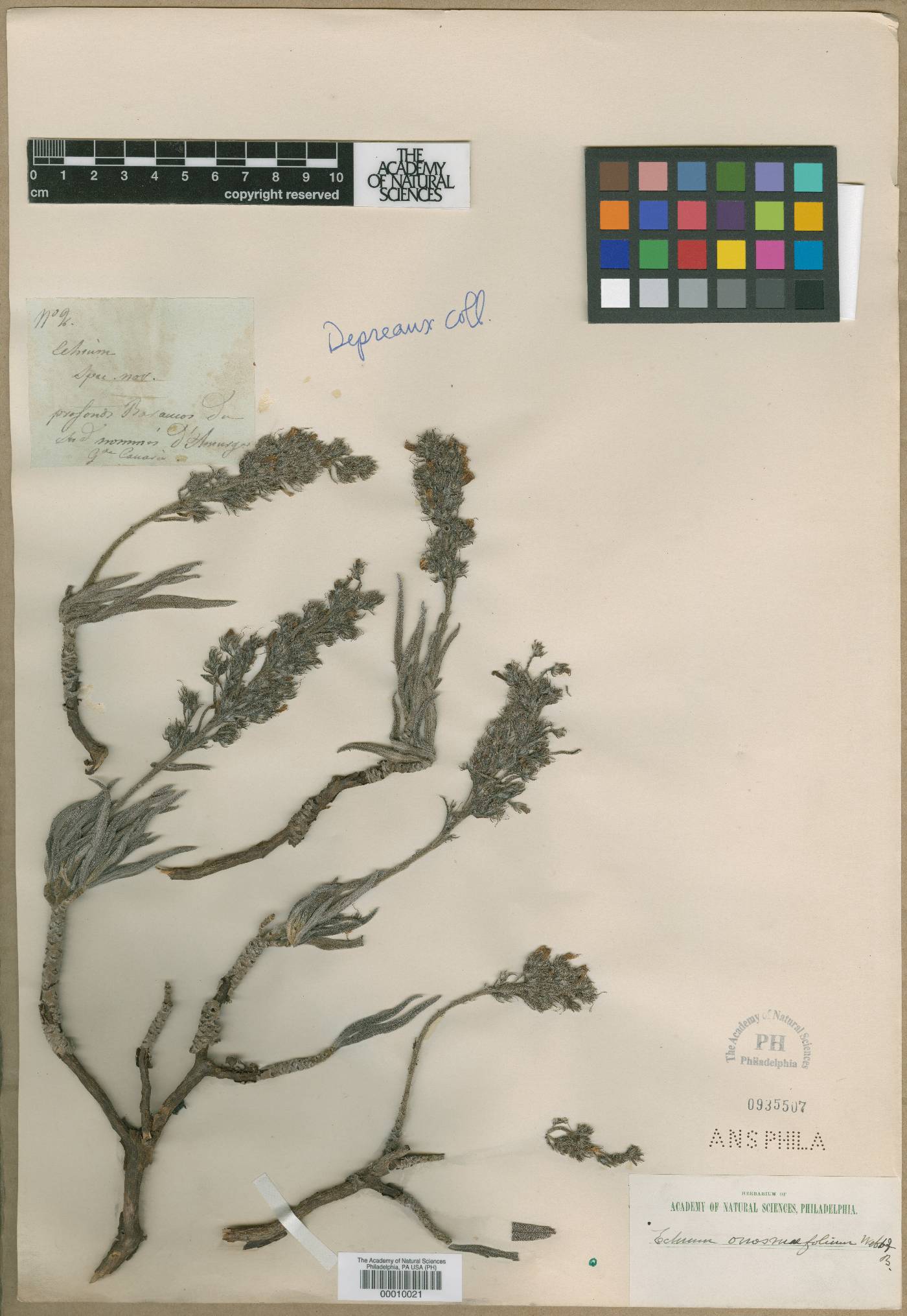Echium onosmifolium image