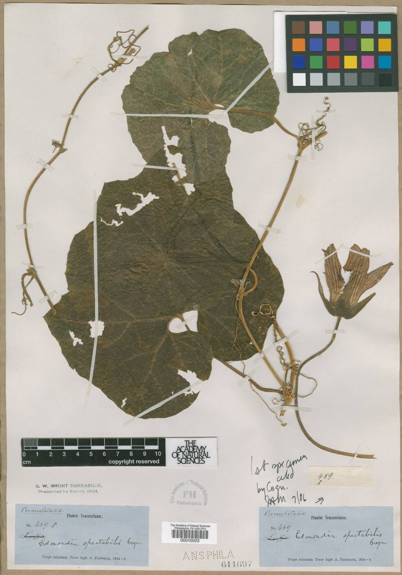 Calycophysum spectabile image