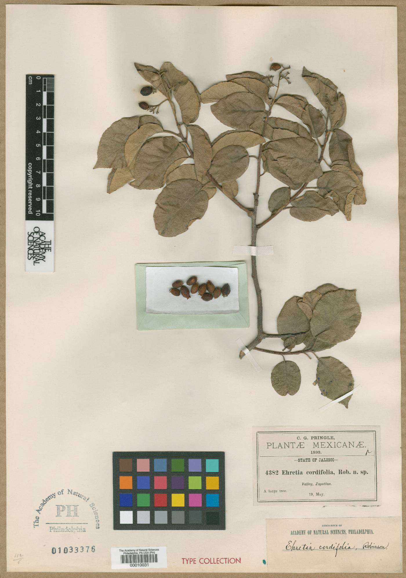 Ehretia latifolia image
