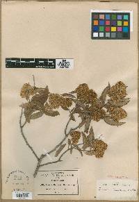 Ehretia latifolia image