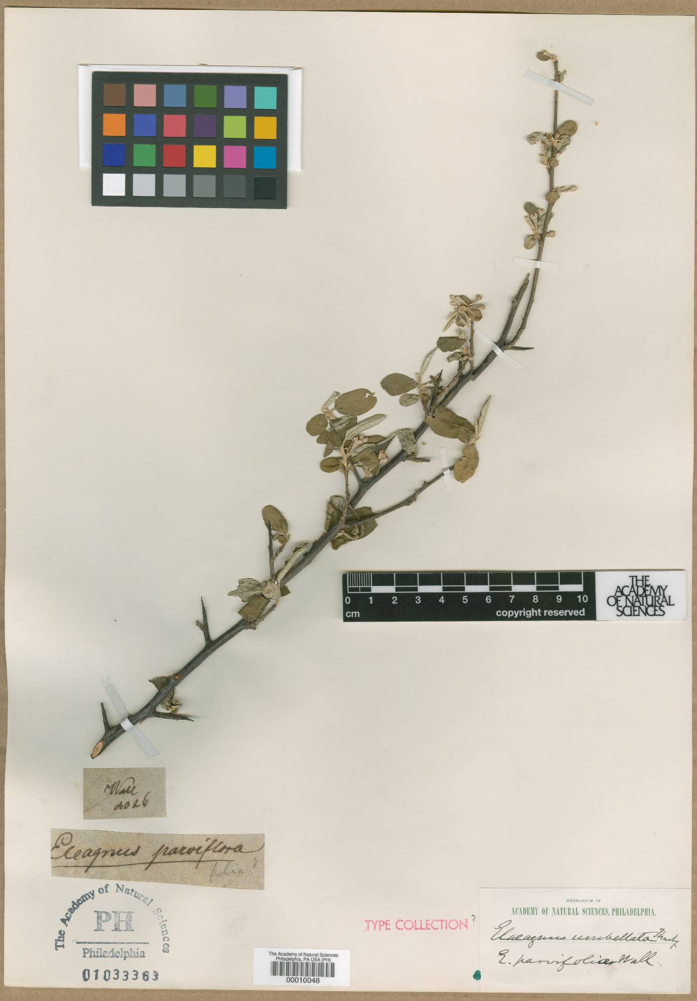 Elaeagnus parvifolia image