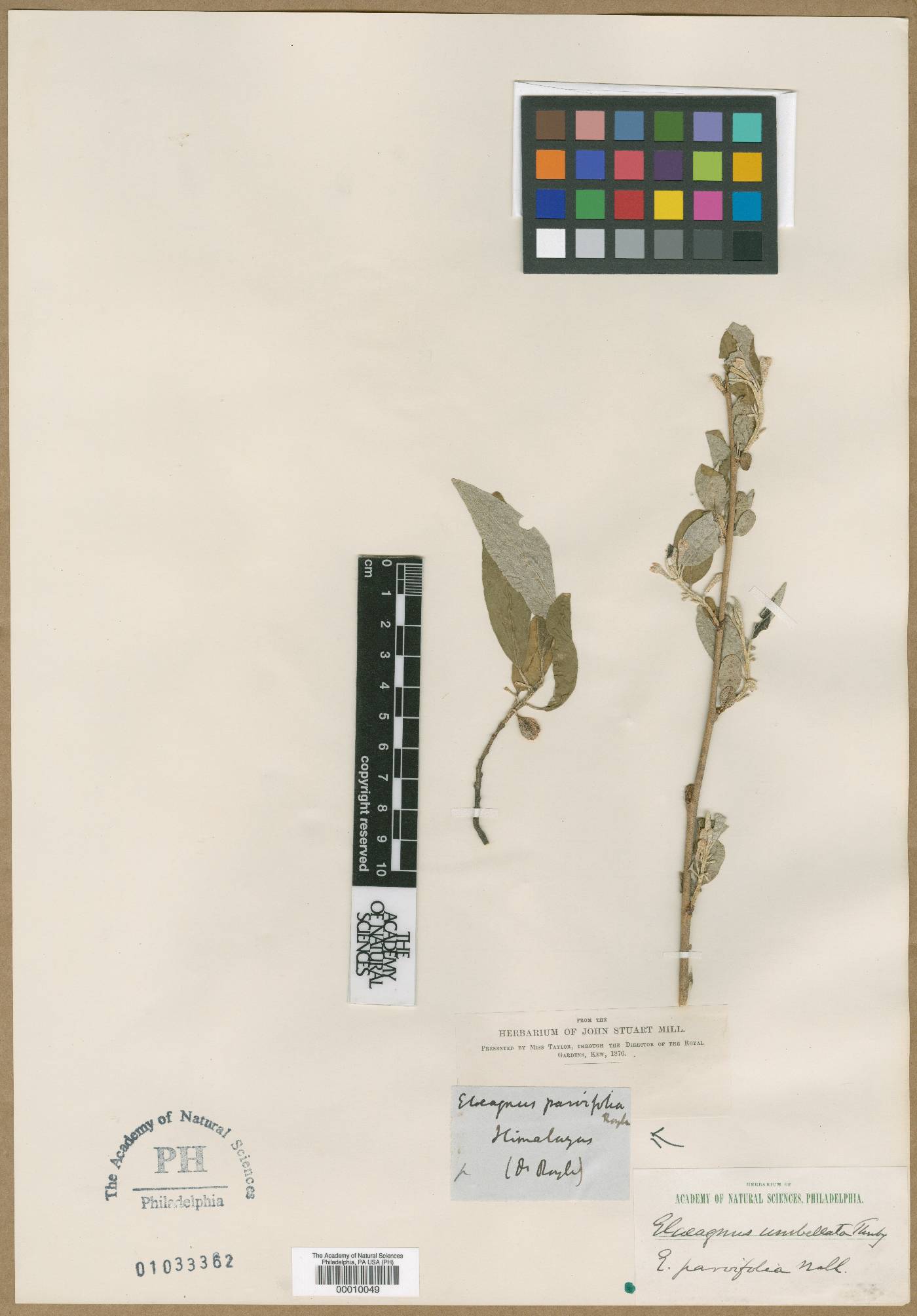 Elaeagnus parvifolia image