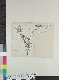 Bacopa gratioloides image