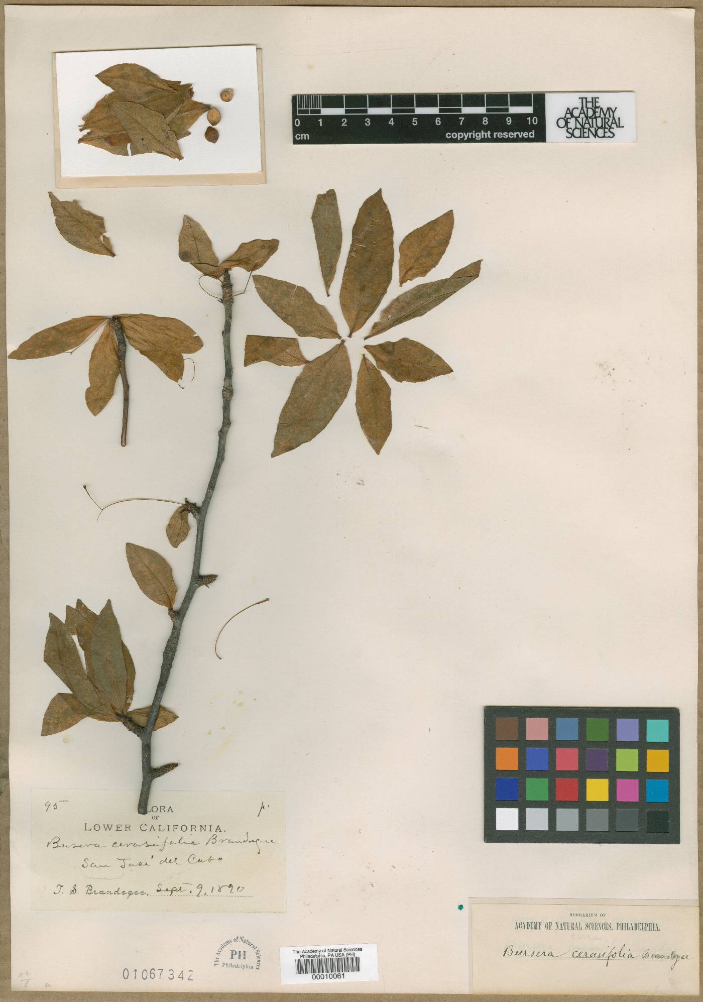 Bursera cerasifolia image
