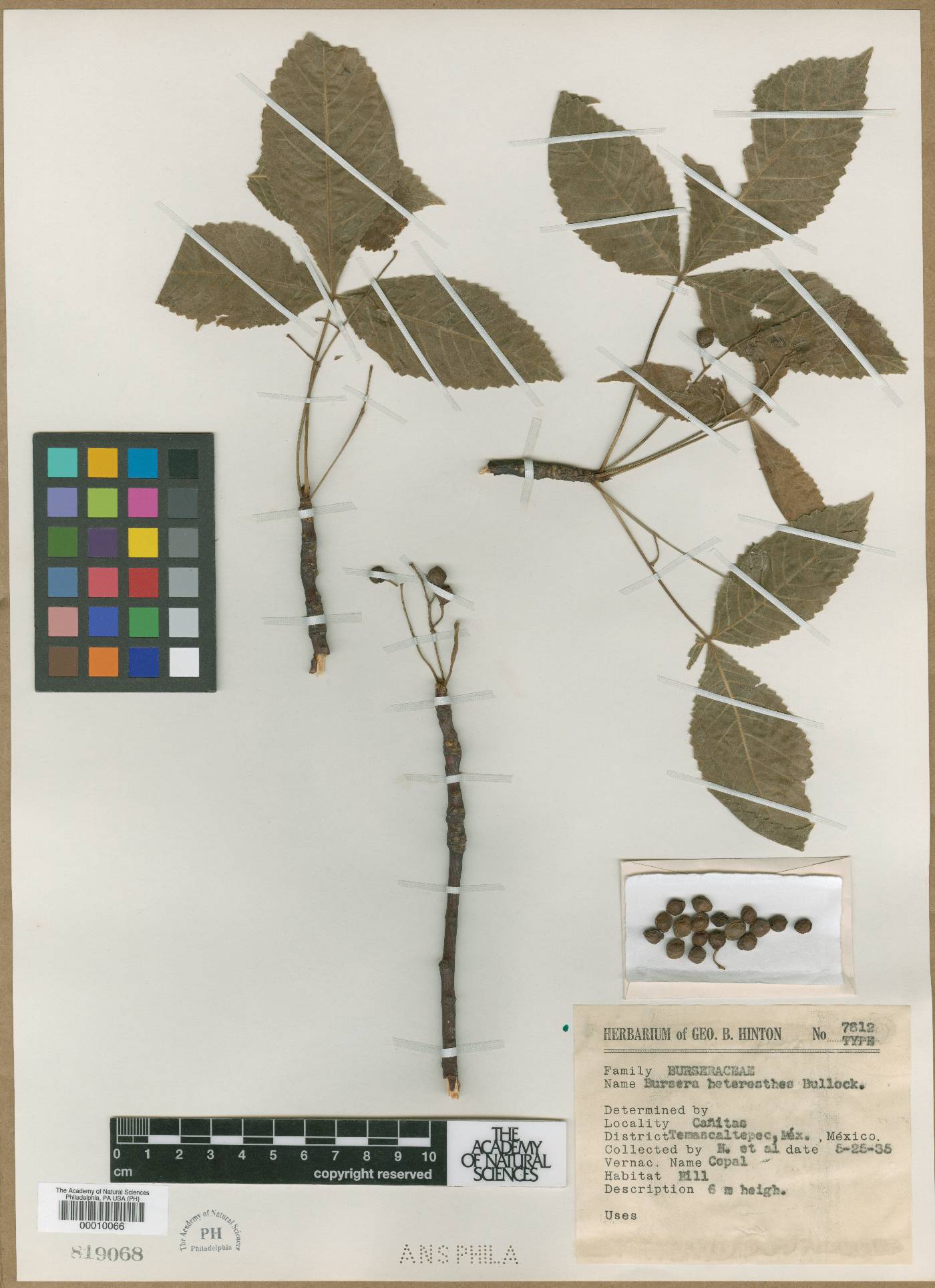Bursera heteresthes image