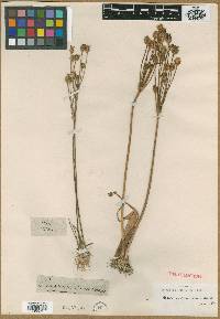 Image of Butomopsis latifolia