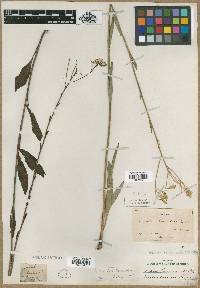 Arnoglossum ovatum image