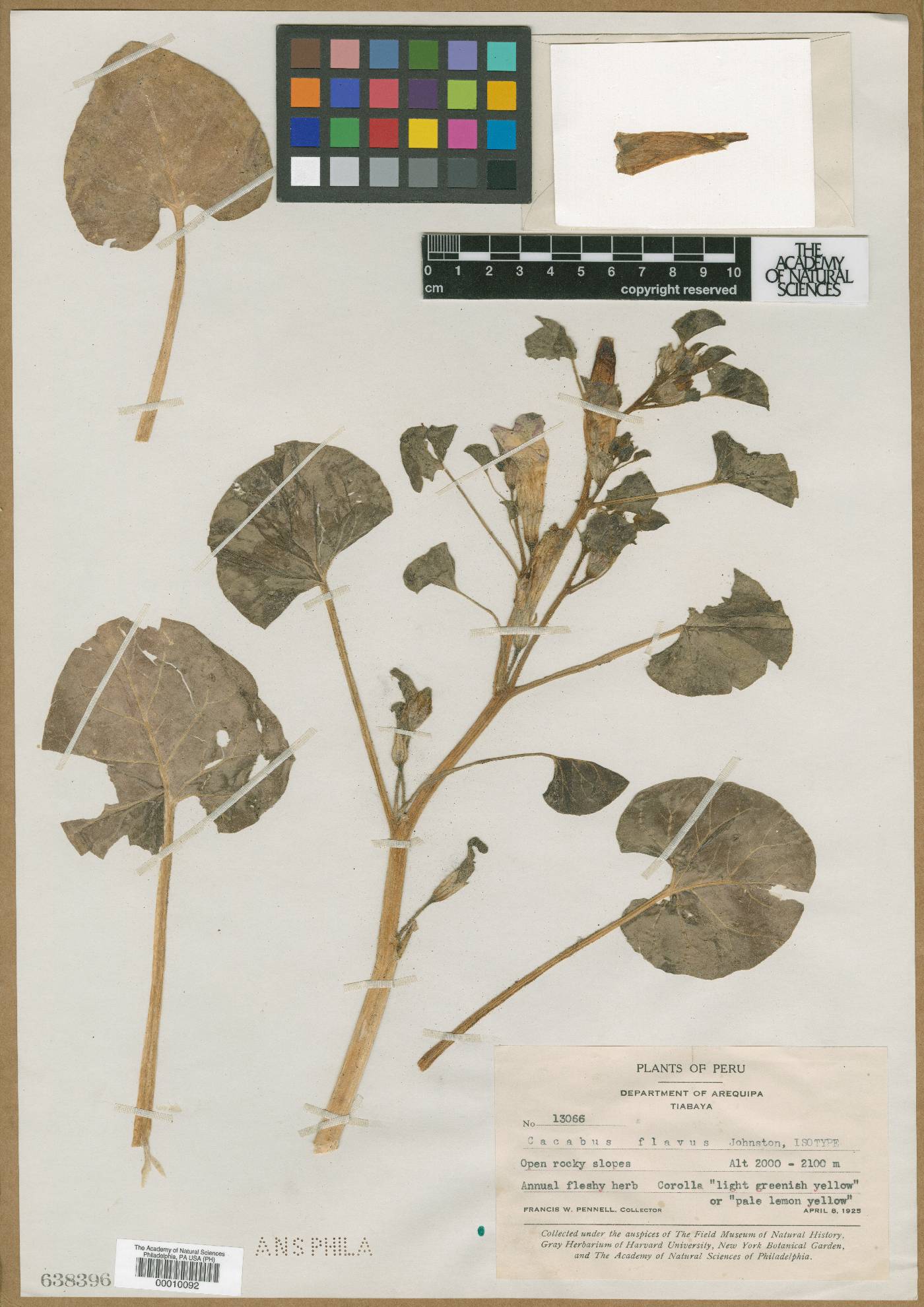 Exodeconus flavus image