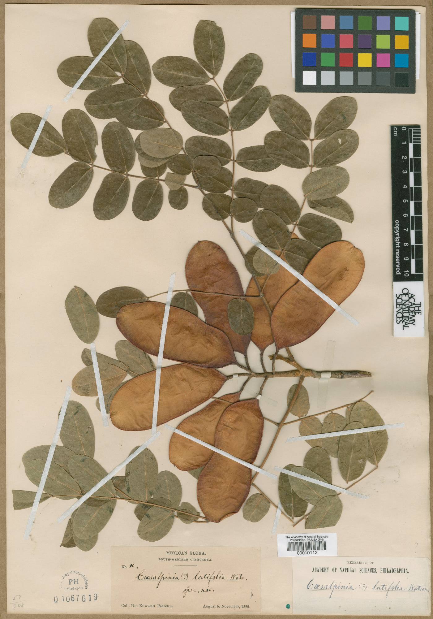 Caesalpinia latifolia image