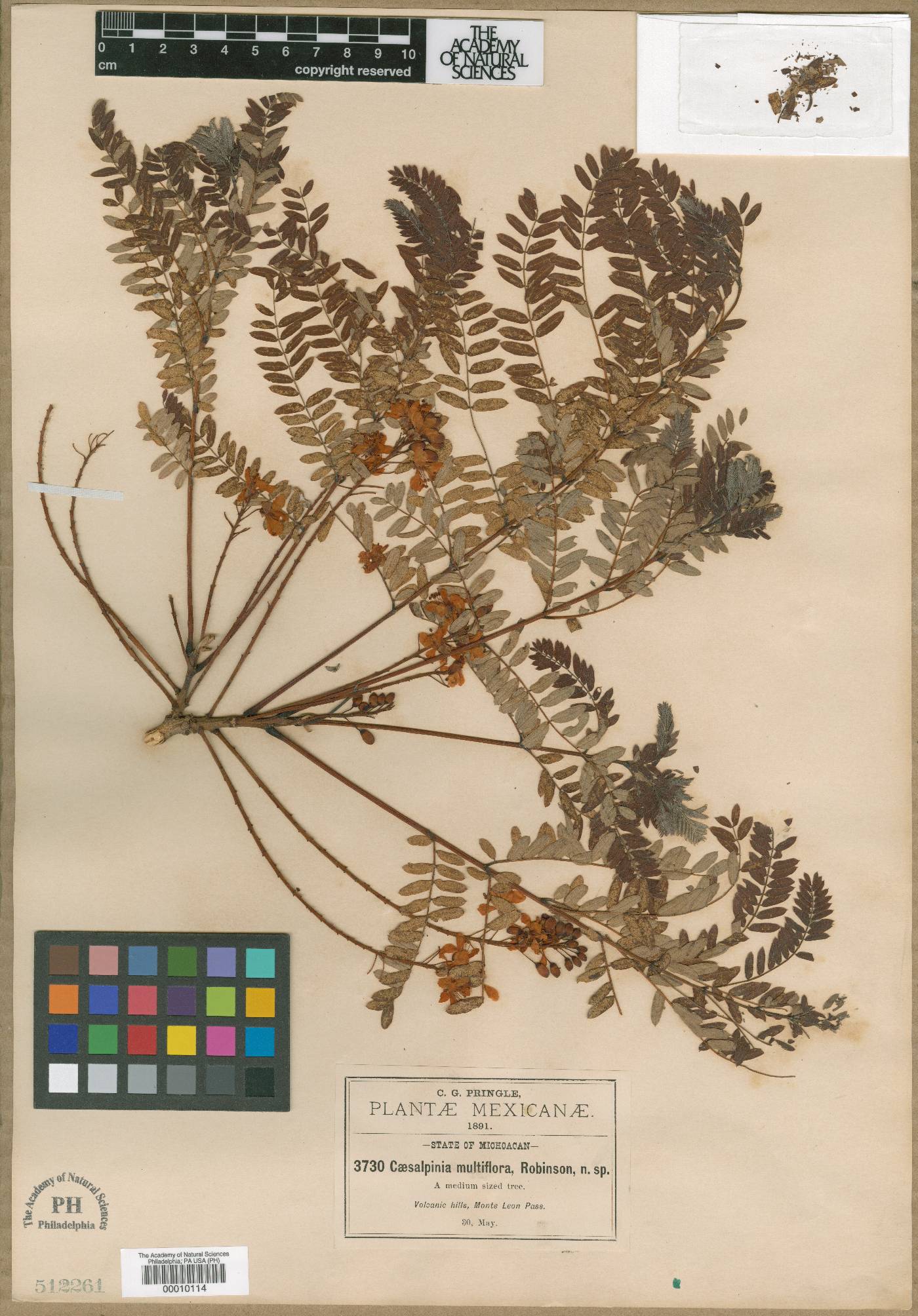 Conzattia multiflora image