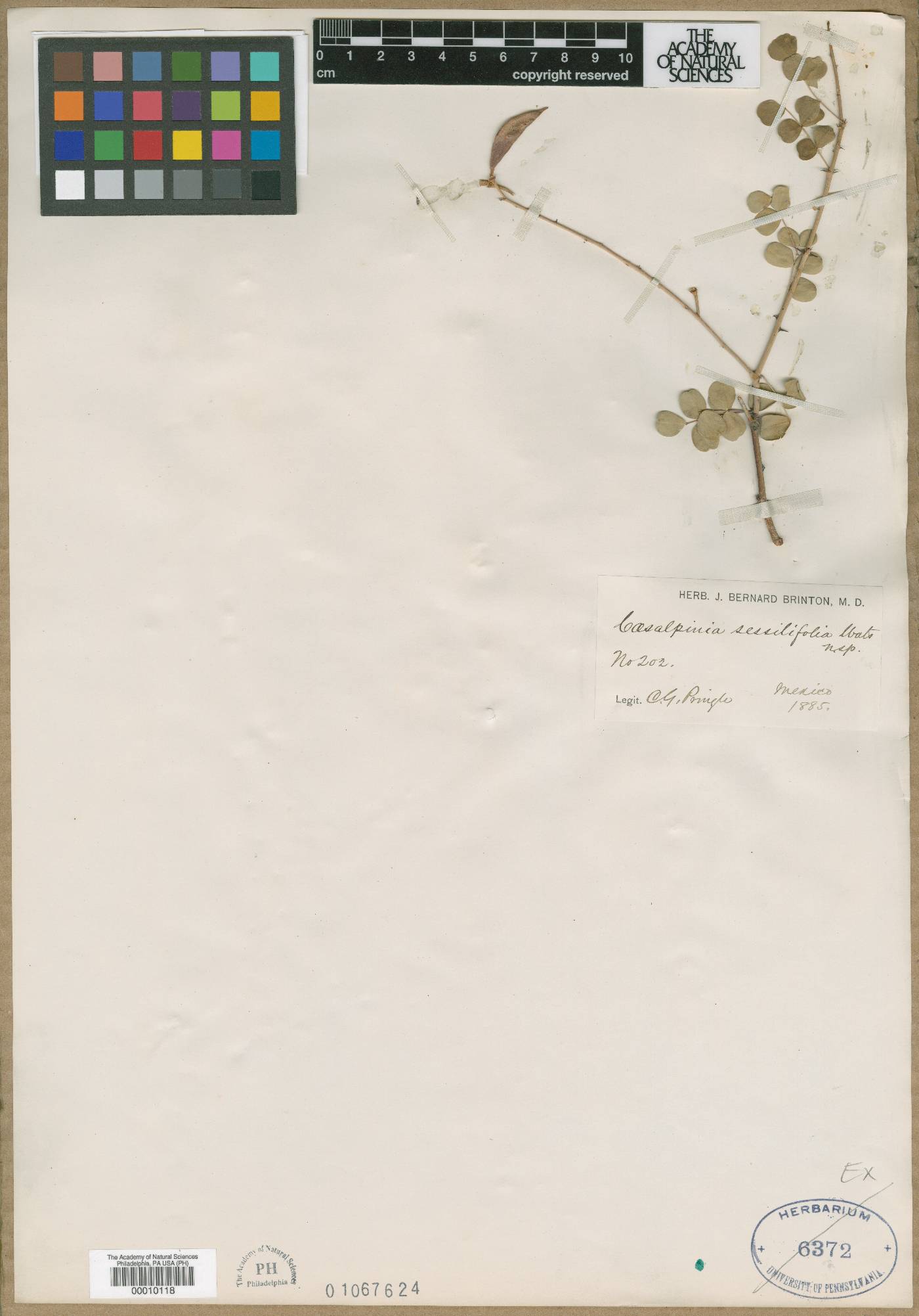 Caesalpinia sessilifolia image