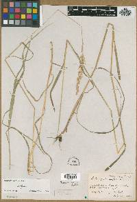 Calamagrostis confinis image