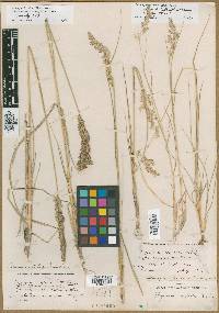 Calamagrostis stricta image