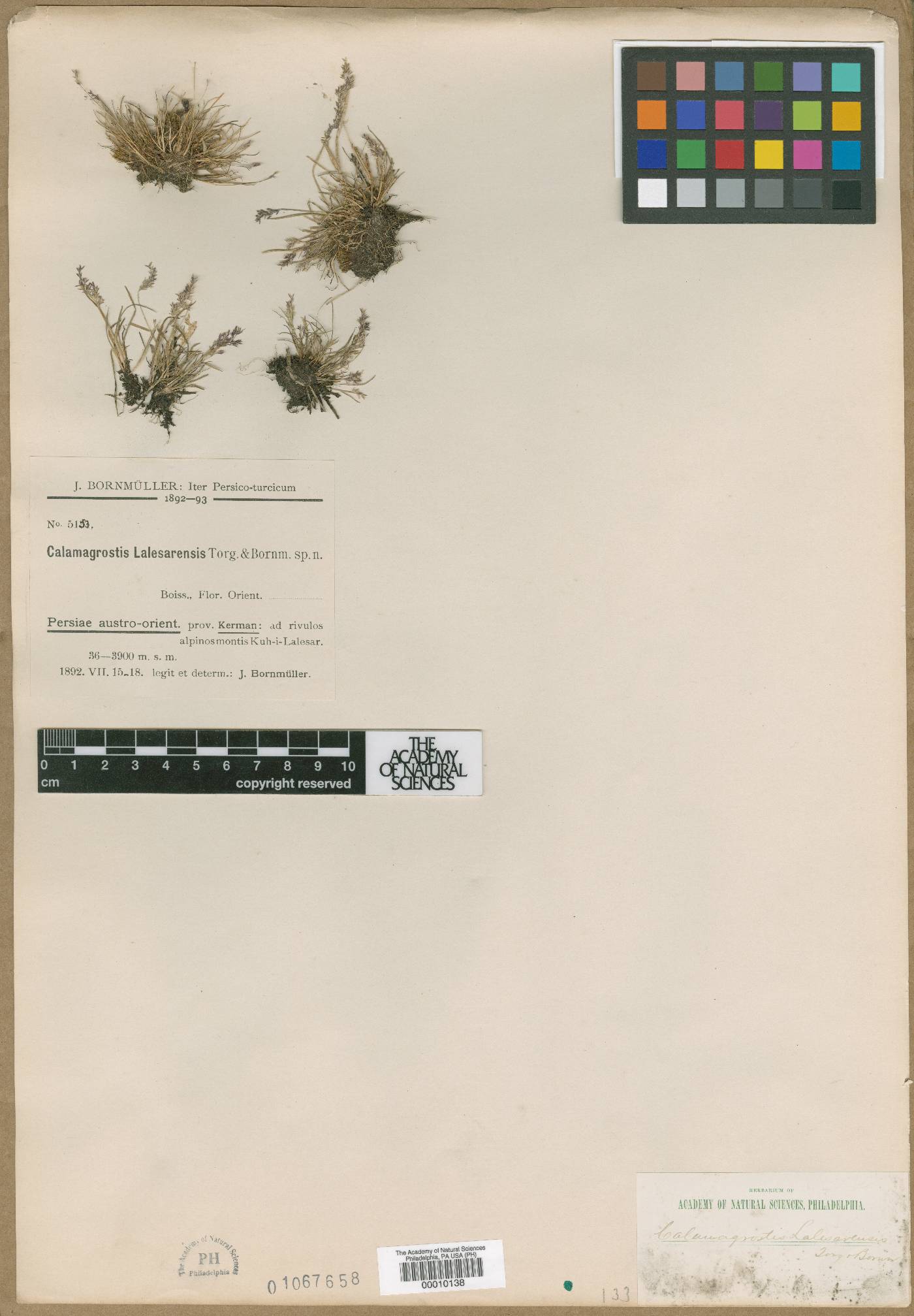 Agrostis olympica image