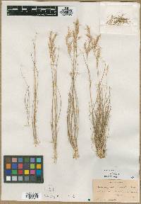 Calamagrostis howellii image