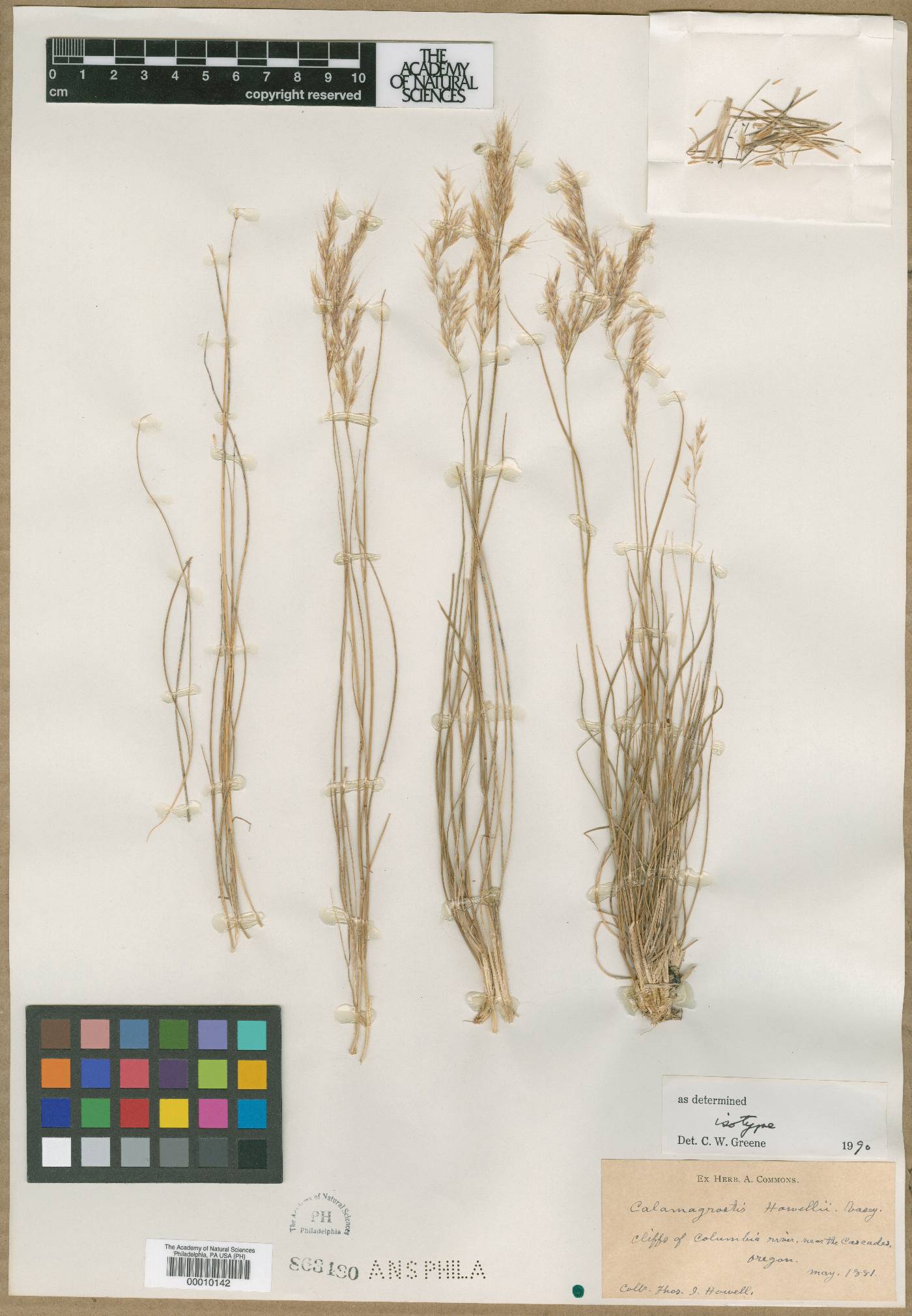 Calamagrostis howellii image