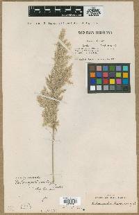 Image of Calamagrostis emodensis